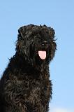BOUVIER DES FLANDRES 327